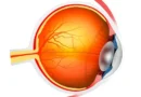 Vítreo Ocular: Sua Influência Vital na Percepção Visual